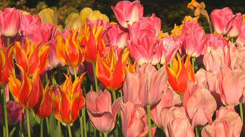 Mixed tulips