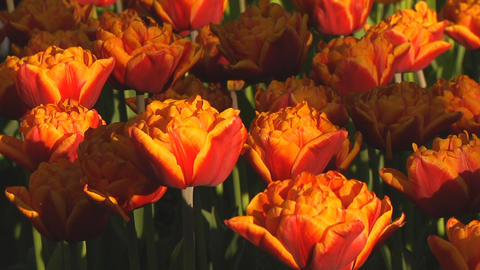 Red and yellow tulips