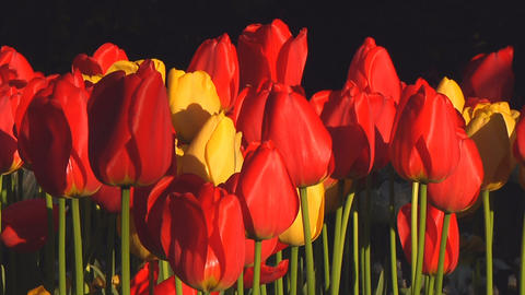 Mixed tulips