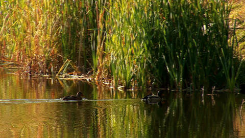 wild duck 25
