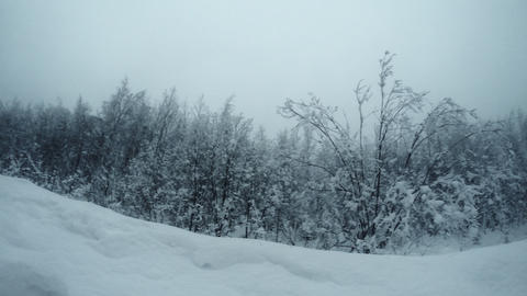 Winter Forest 1