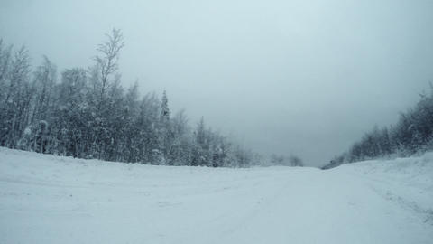 Winter Forest 2
