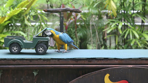 parrot show in bird park