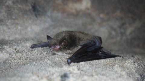 Bat closeup