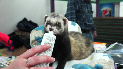 Ferret licking tube with the food. 4K