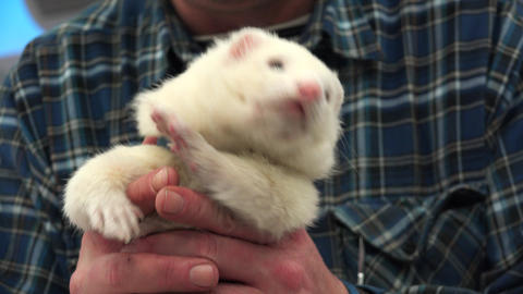 White ferret in the hands of the owner. 4K