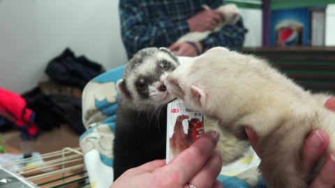 Ferret licking tube with the food. 4K