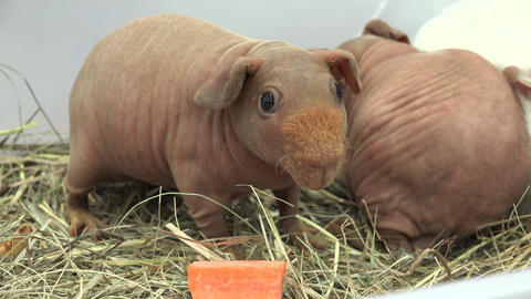 Hairless guinea pig. 4K