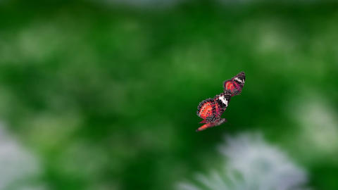 red couple butterfly
