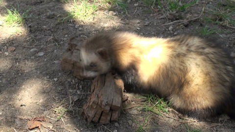 ferrets playing and searcher