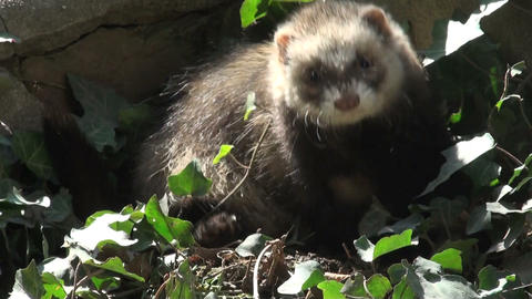 ferrets playing and searcher