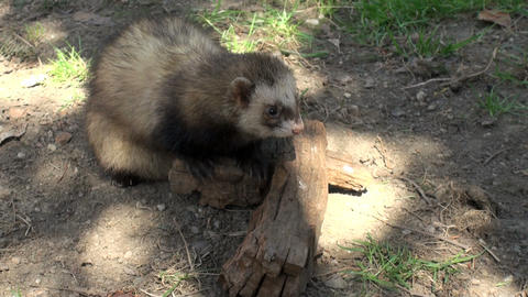 ferrets playing and searcher