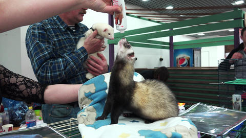Ferret licking tube with the food. 4K