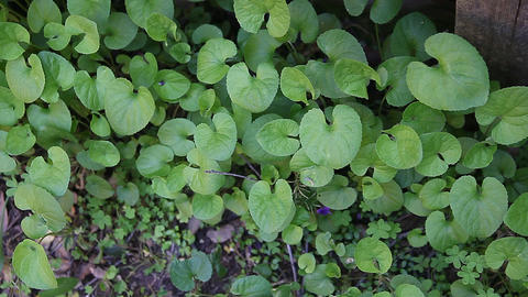 violets growing in shady part of garden
