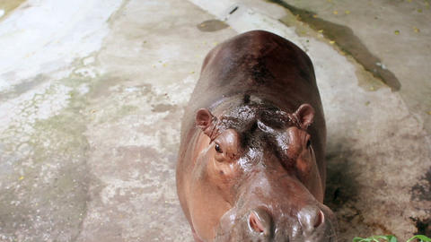hippopotamus eating grass