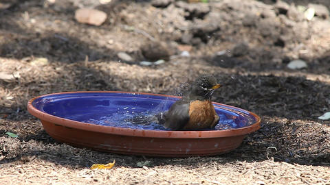 robin taking a bath