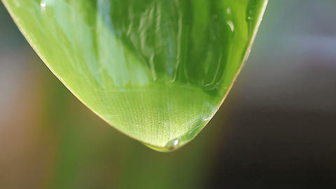 water dripping from leaf