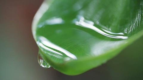 water pooling at leaf tip
