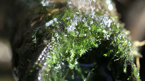 water flow over mosses