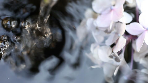 hydrangeas in fountain