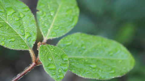 water running off leaves