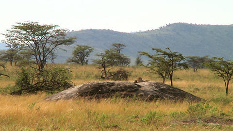 Cheetah