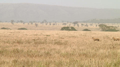 Cheetah