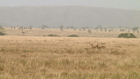 Cheetah