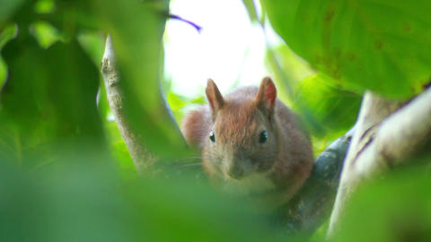 Squirrel Sits On Tree Branch 5