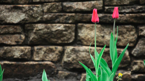 Wet tulips.