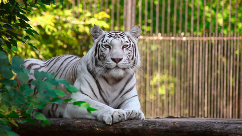 White tigress
