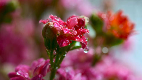 Pink kalanchoe.