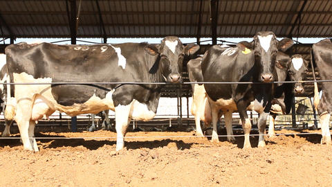 Milking Cows in the farm Cow Milk dairy barn cowshed