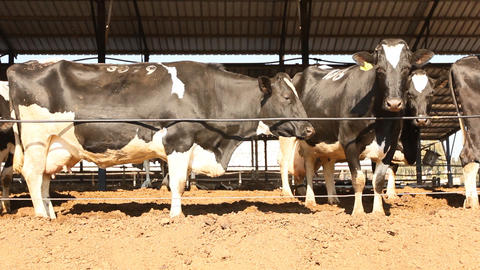 Milking Cows in the farm Cow Milk dairy barn cowshed