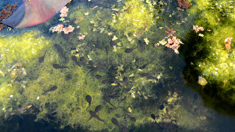 tadpoles feeding on algae in pond