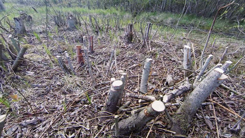 Felled timber, stumps