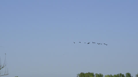Birds flying south for the winter. 4K UHD
