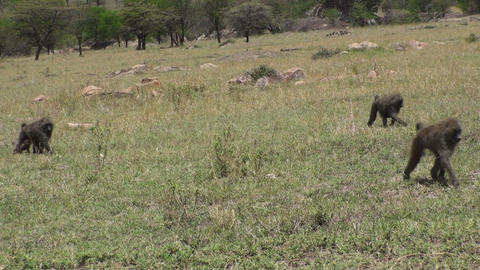Olive baboons