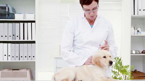 Puppy receiving treatment from veterinarian