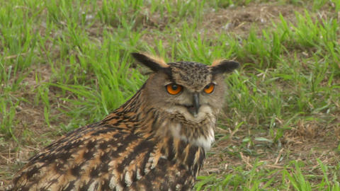 eagle owl close up 01