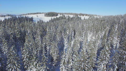 AERIAL: Endless snowy pine forest in winter