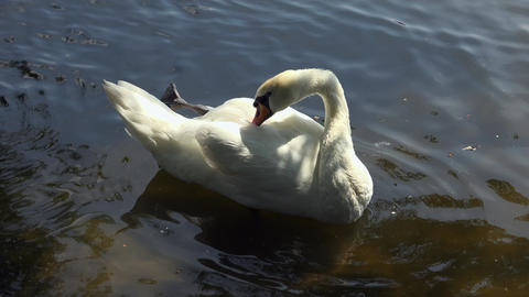 White swans are swimming in the water. 4K