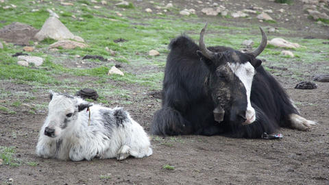 Funny small yak was scared by something