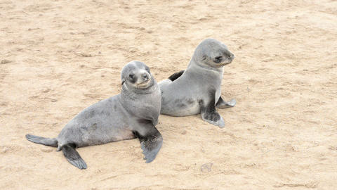 Two funny fur seals on a sand beach
