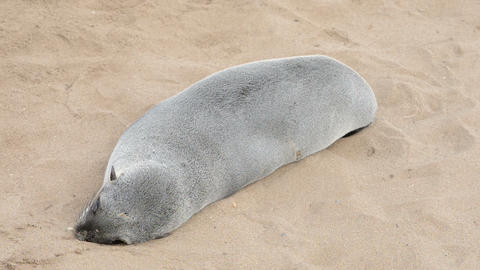 Close up view of a small fur seal on a sand beach