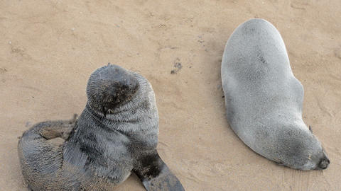Two funny fur seals on a sand beach