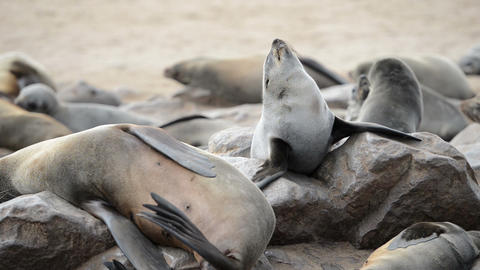 Small funny fur seal is comically tries to rise above others