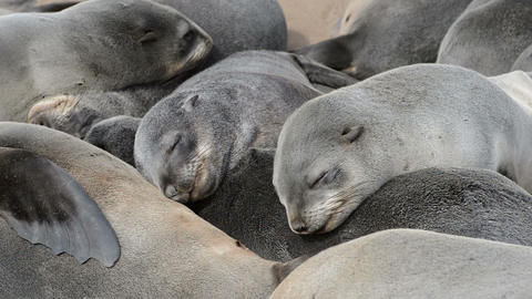 Close up view of a group of small sleeping fur seals
