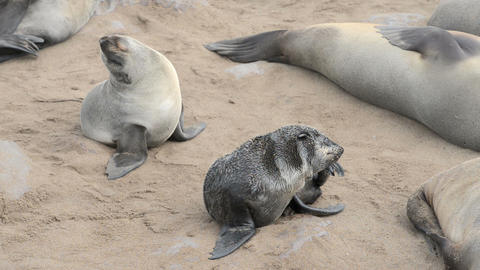 Two funny fur seals on a sand beach