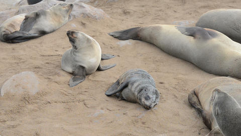Small intruder from another group of fur seals disturbs everyone